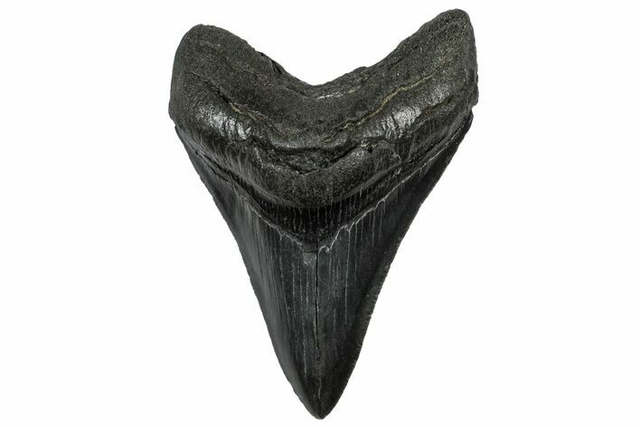 Serrated, Fossil Megalodon Tooth - South Carolina #301822